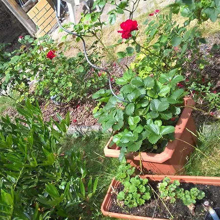 Windfuhr Halle (Saale)