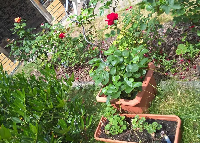 Windfuhr Halle (Saale)